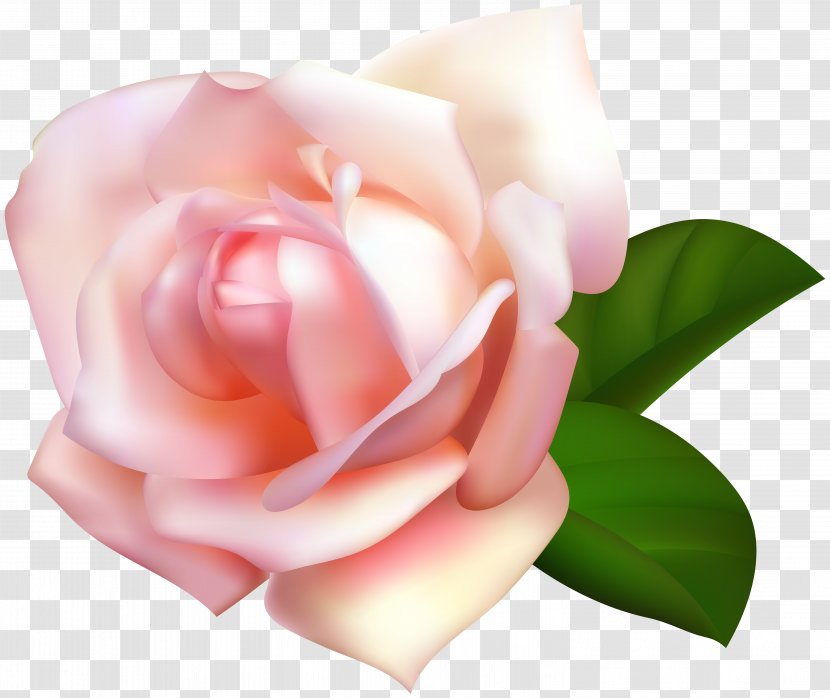 Garden Roses Centifolia Rosa Chinensis Clip Art - Peach - Rose Beautiful Transparent Image Transparent PNG