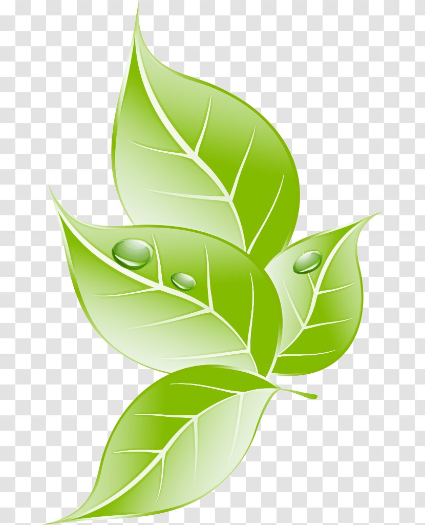 Leaf Green Plant Clip Art Logo - Flower Transparent PNG