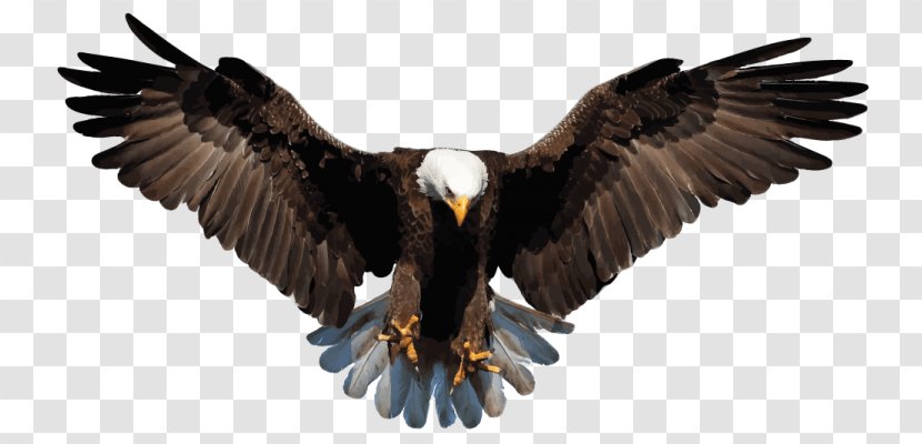 Bald Eagle Image White-tailed - Drawing Transparent PNG