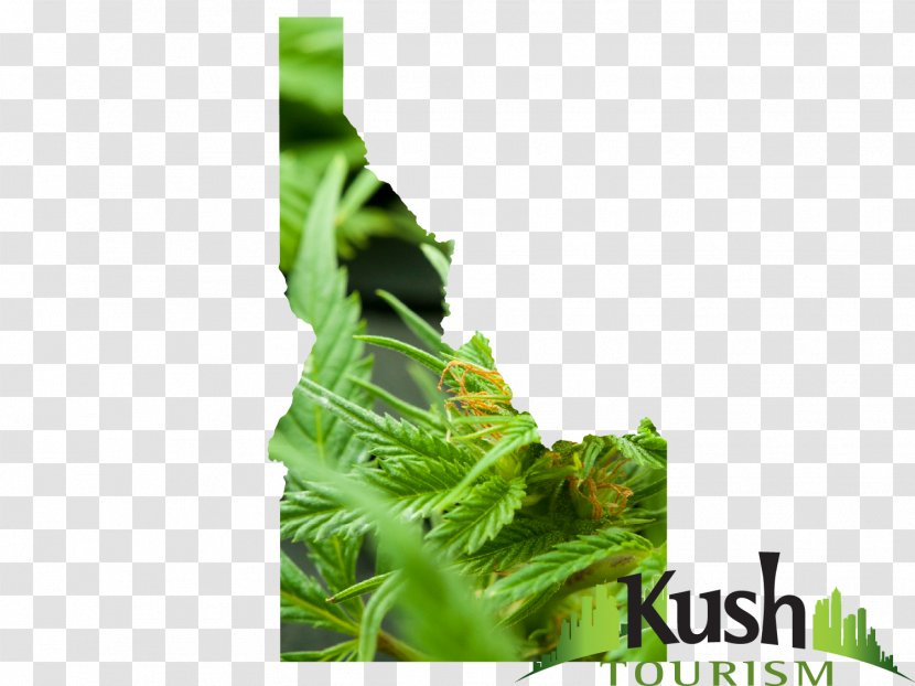Leaf Greens Herb - Vegetable Transparent PNG