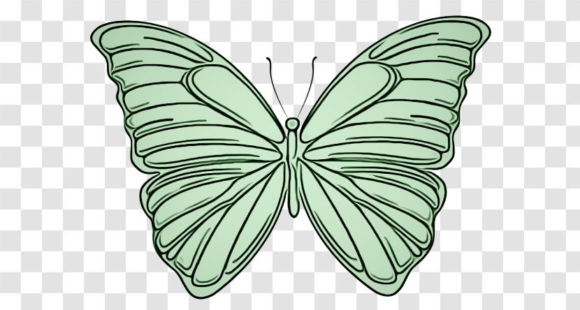 Butterfly Moths And Butterflies Insect Green Leaf - Symmetry - Brushfooted Pollinator Transparent PNG