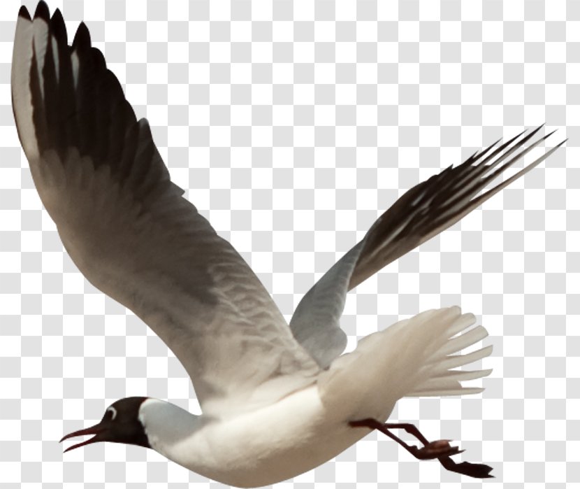 Bird Flight Clip Art - Beak Transparent PNG