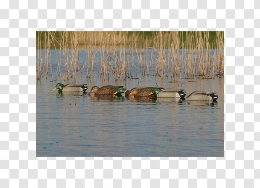 Mallard Duck Decoy Goose Waterfowl - Pond Transparent PNG