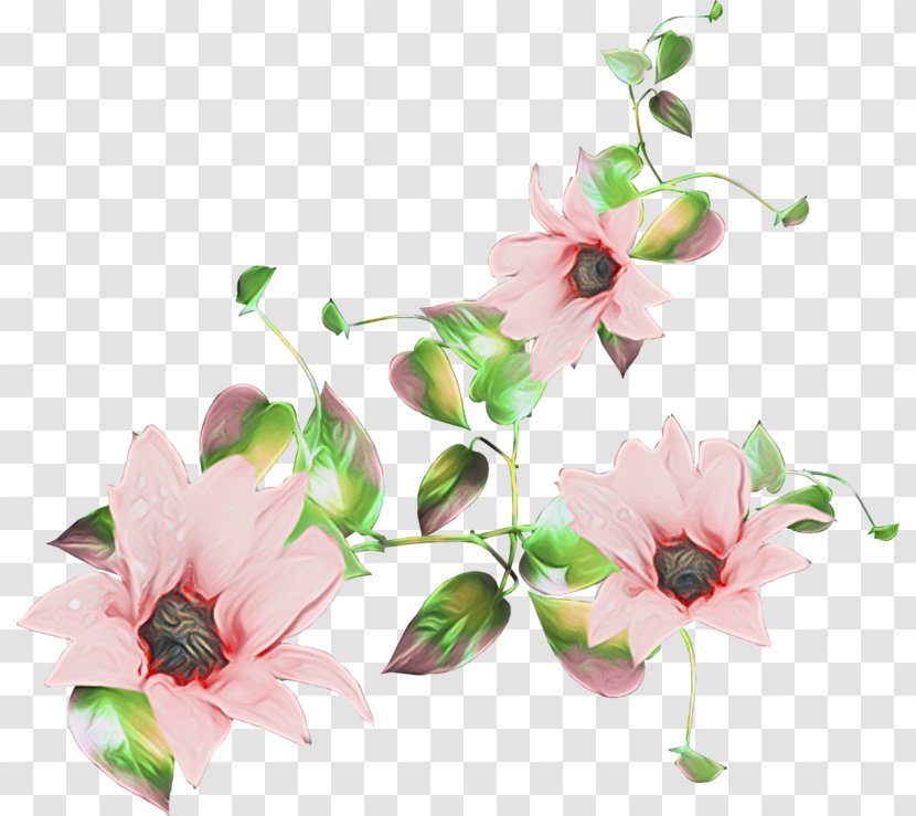 Pink Flower Cartoon - Rose Family - Anthurium Magnolia Transparent PNG