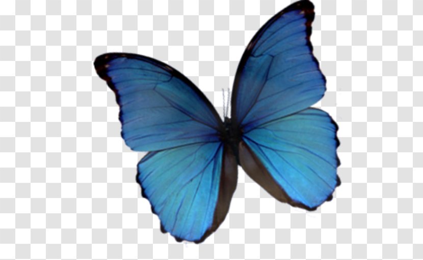 Monarch Butterfly Blue - Organism Transparent PNG