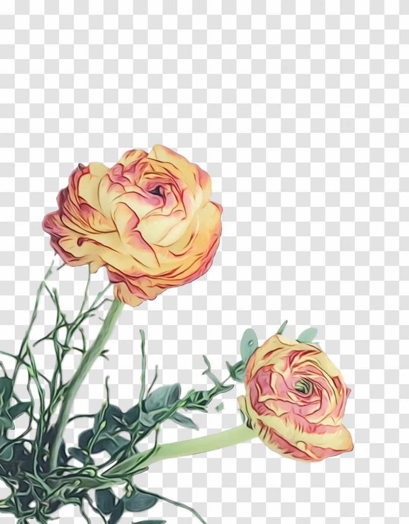 Garden Roses Transparent PNG