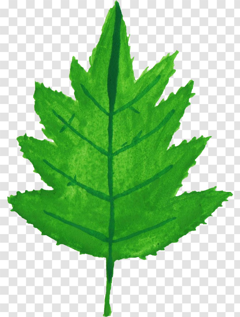 Leaf Watercolor Painting Plant Stem Transparent PNG