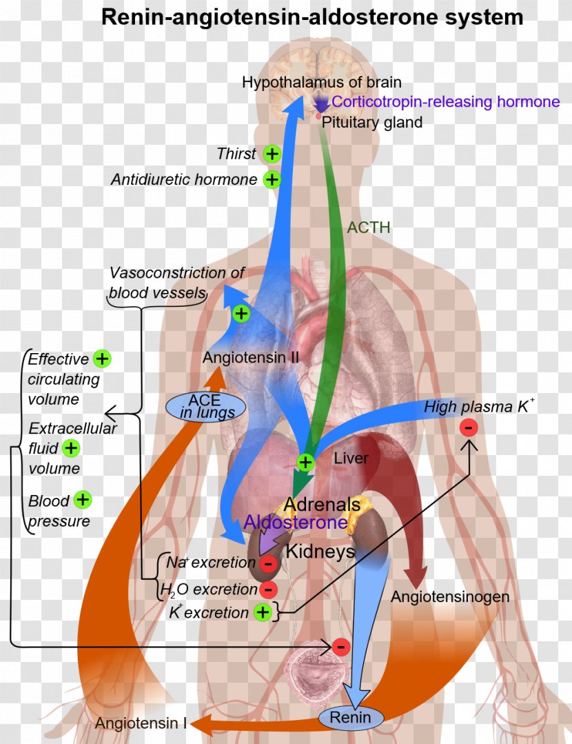 The Renin-Angiotensin-Aldosterone System: Methods And Protocols Renin–angiotensin System Angiotensin-converting Enzyme - Frame - Adrenal Gland Cartoon Transparent PNG