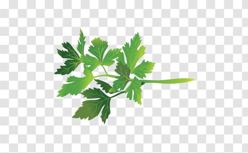 Parsley Coriander Herb - Vegetable - Leaf Transparent PNG