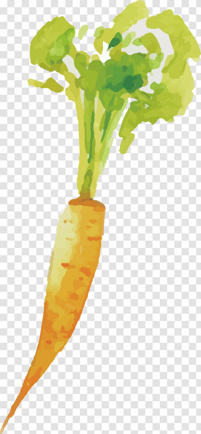Carrot Vegetable - Painted Transparent PNG