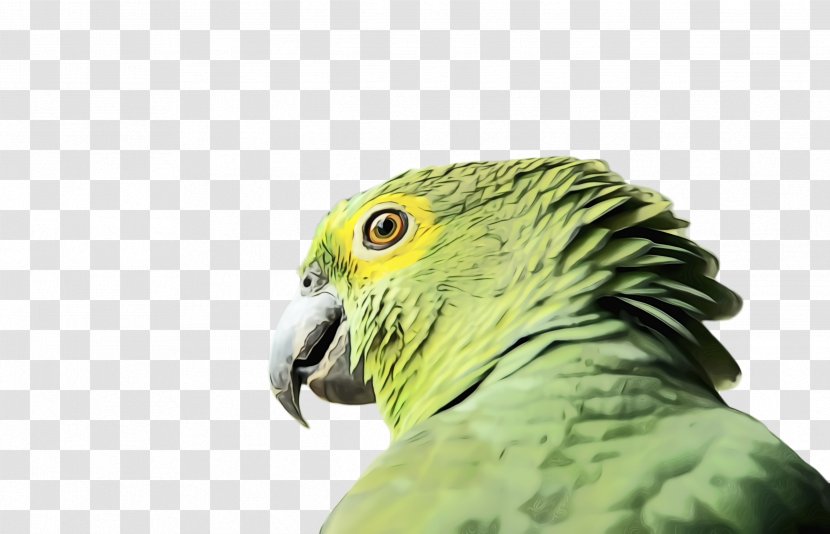 Colorful Background - Wildlife - Perico Falconiformes Transparent PNG