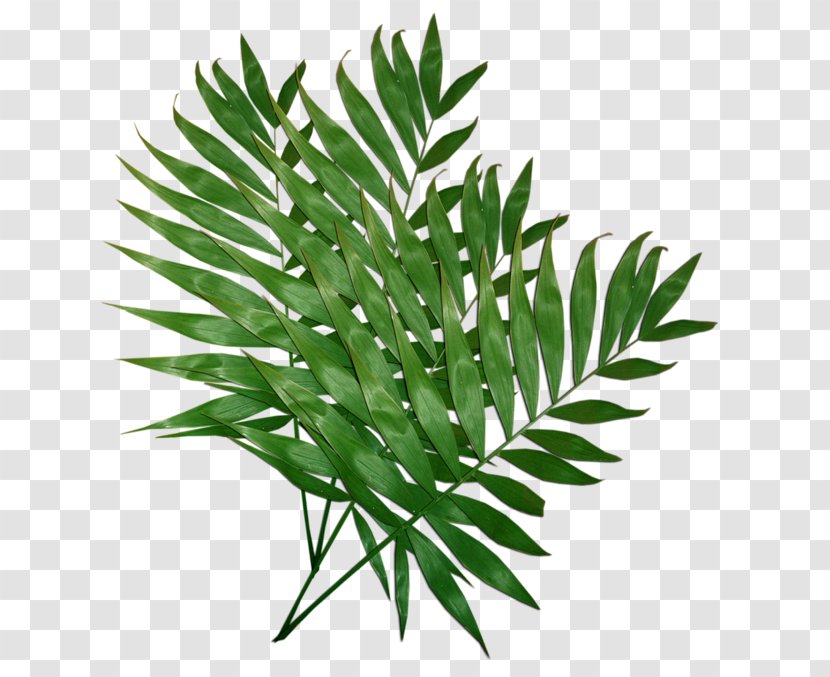 Palm Trees Leaf Clip Art And Leaves - Grass Transparent PNG