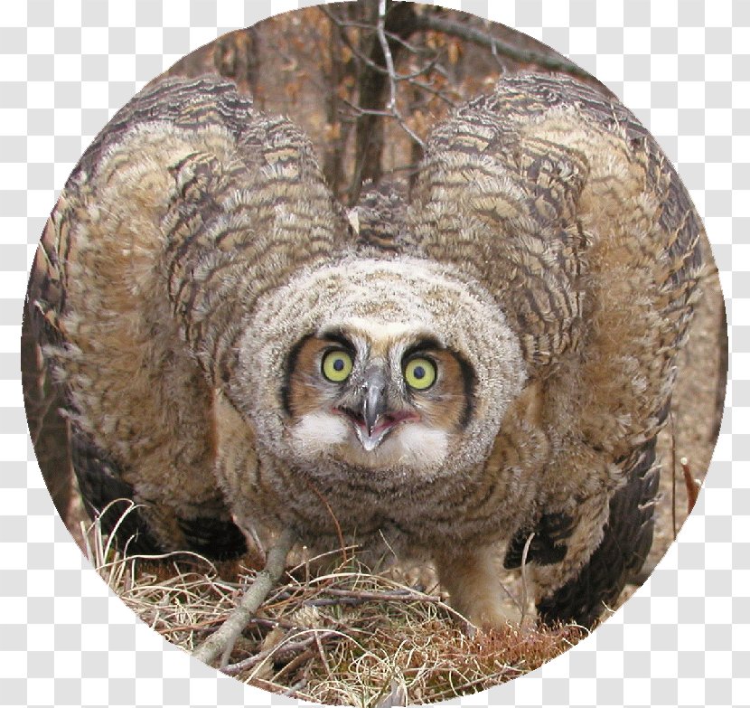 Great Horned Owl - Flower - Cartoon Transparent PNG