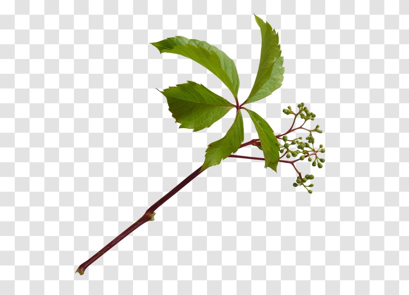 Twig Leaf Plant Stem Autumn Cut Flowers - Set Transparent PNG