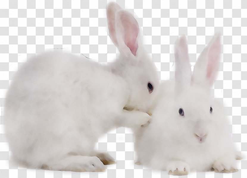 Domestic Rabbit Hare Whiskers Transparent PNG