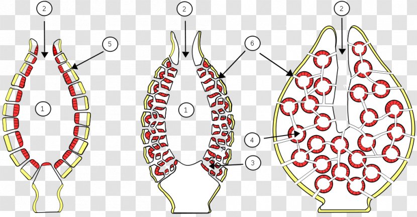 Sponge Asexual Reproduction Budding Spongia Officinalis - Invertebrate - Sea Transparent PNG