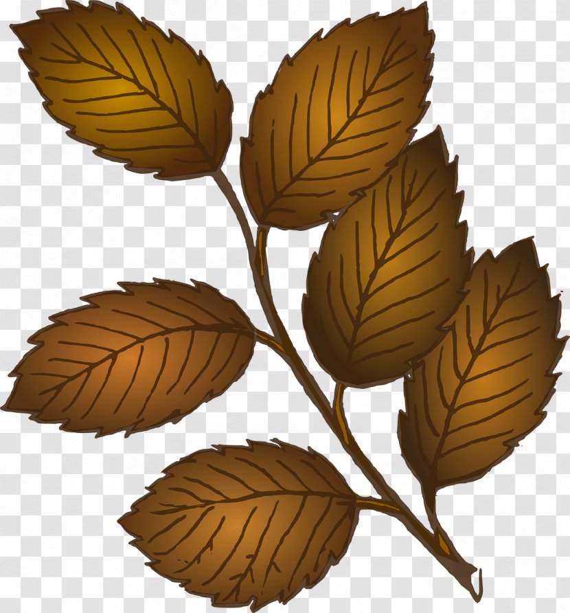 Look At Leaves Autumn Leaf Color Clip Art - Plant Stem Transparent PNG