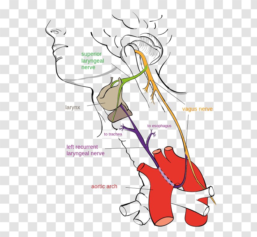 Vagus Nerve Recurrent Laryngeal Larynx Superior - Tree - Auriculotemporal Transparent PNG