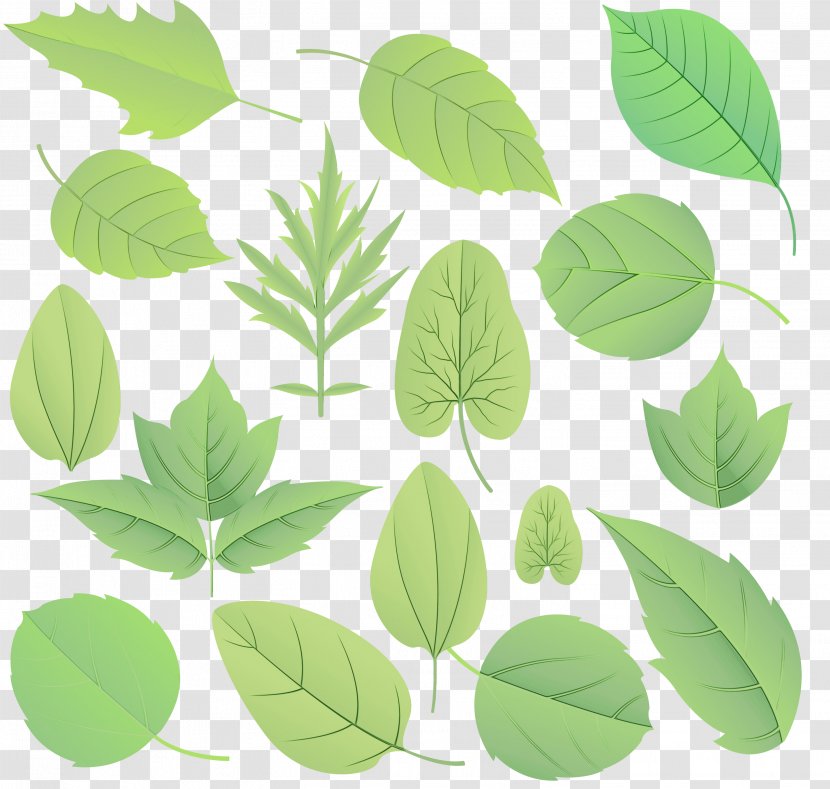 Green Leaf Watercolor - Flower - Flowering Plant Botany Transparent PNG