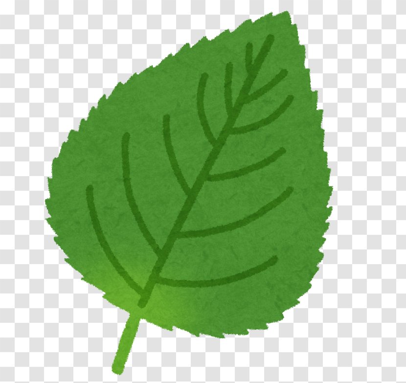 Leaf Beefsteak Plant Food No - Tree Transparent PNG