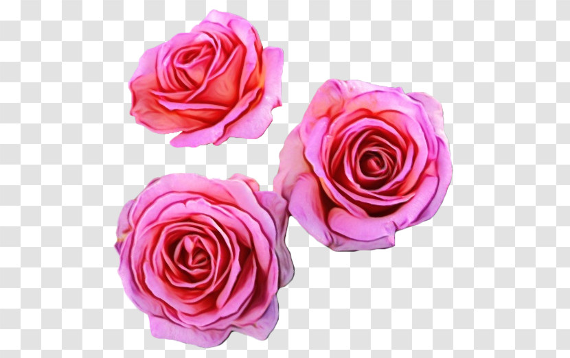 Garden Roses Transparent PNG