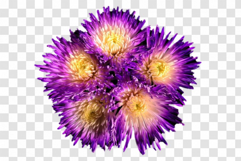 Chrysanthemum Cut Flowers Wholesale Daisy Family - Flower Bouquet - Spider Mums Tutorial Transparent PNG