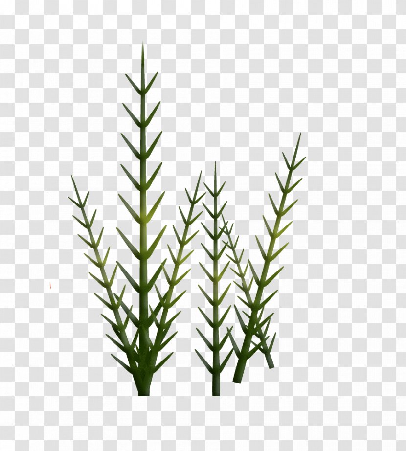 Fir Spruce Equisetum Grasses Herb - Commodity - Herbe Transparent PNG