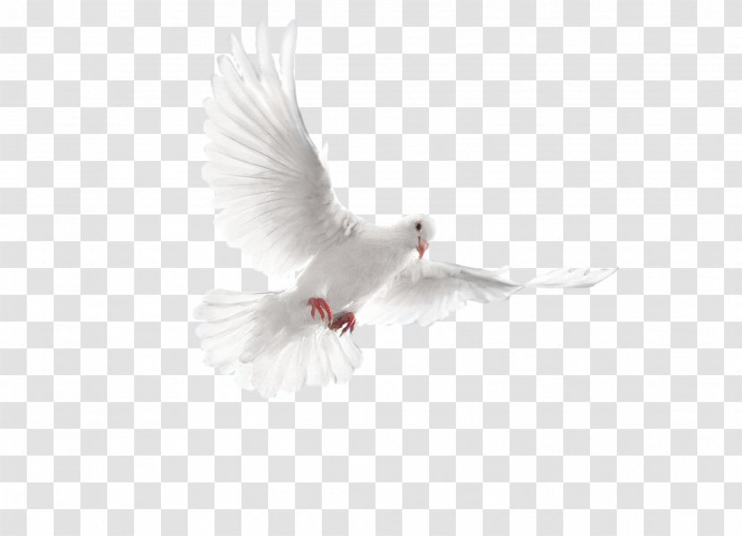Rock Dove Columbidae Bird - Pigeon Transparent PNG