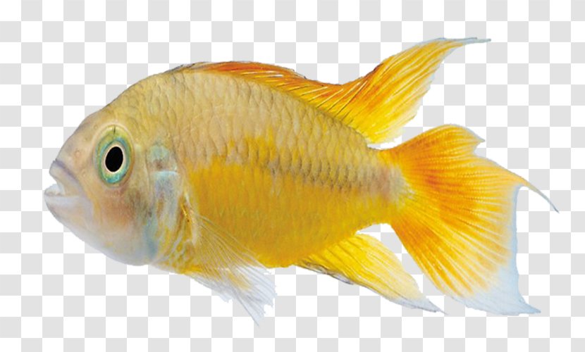 Carassius Auratus Marine Biology Tropical Fish - Aquarium - Gold Transparent PNG