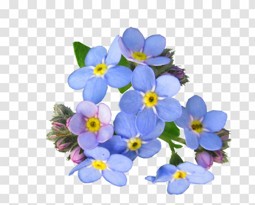 Scorpion Grasses Flower - Lilac - The Blue Forget Me Transparent PNG