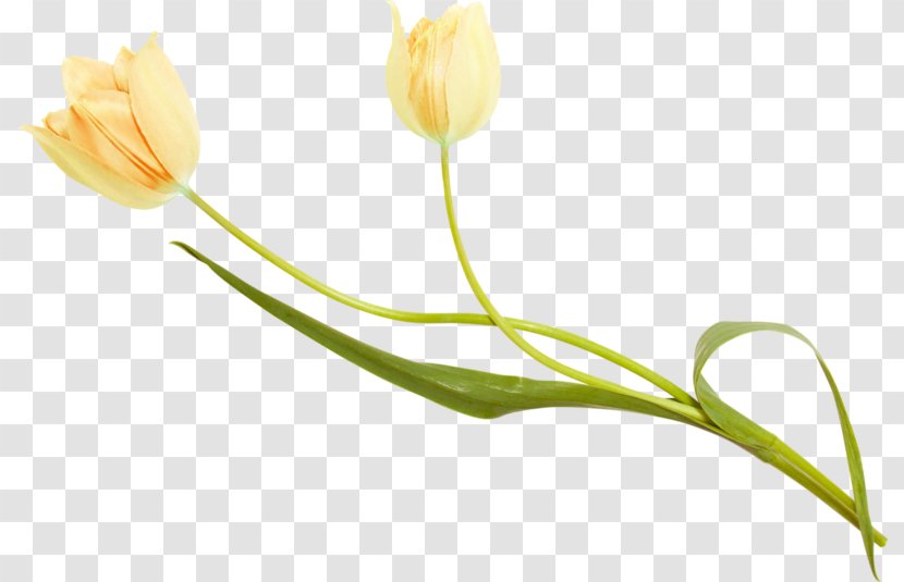 Tulip Petal Plant Stem Bud Transparent PNG