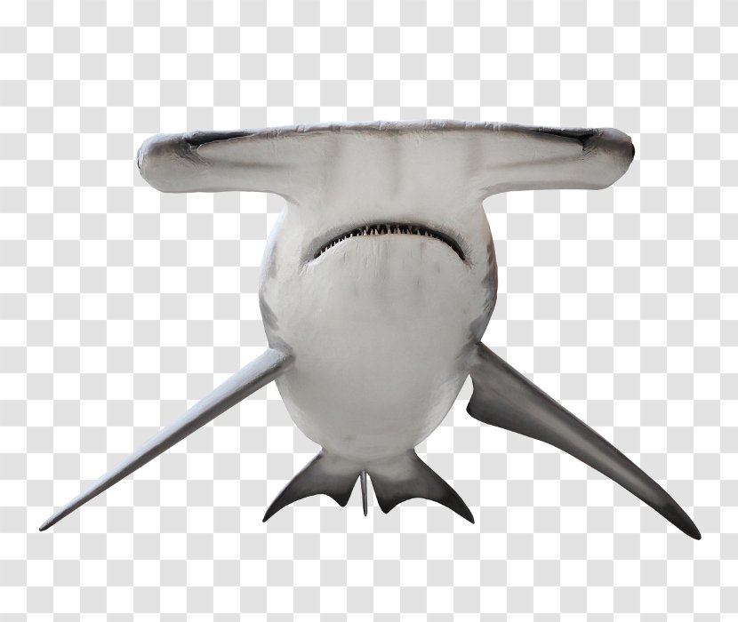 Shark Great Hammerhead Smalleye Scalloped Bonnethead Smooth Transparent PNG