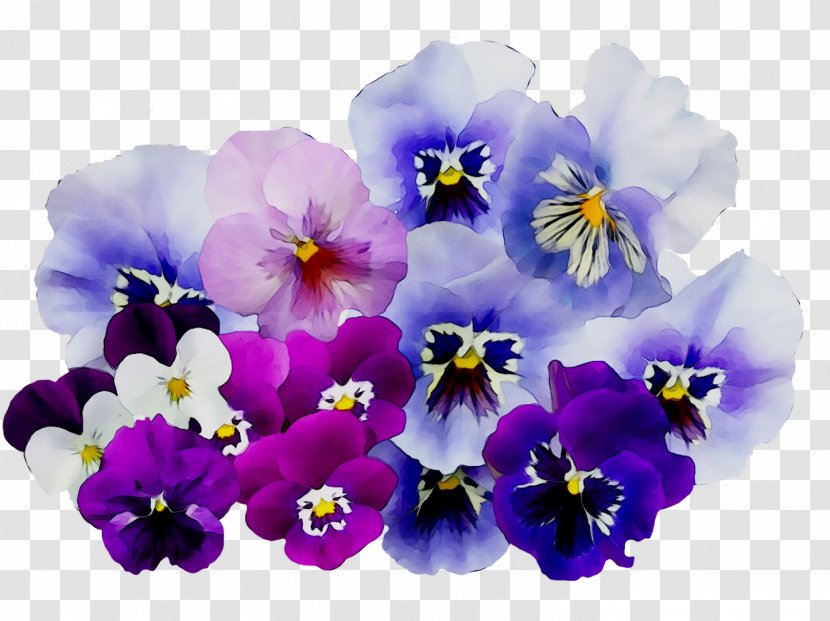 Pansy - Purple - Violet Transparent PNG