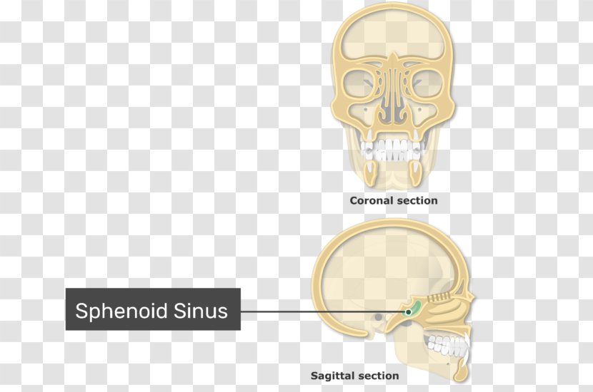 Paranasal Sinuses Ethmoid Sinus Bone Nasal Cavity - Nose Transparent PNG