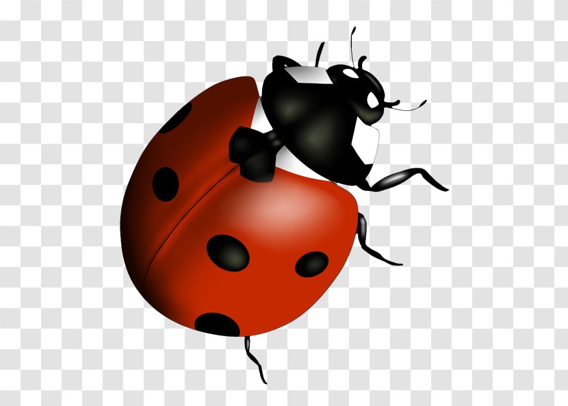 Beetle Lady Bird Clip Art - Invertebrate Transparent PNG