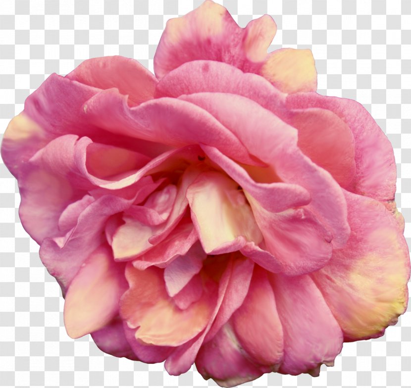 Centifolia Roses Flower Bouquet Garden Rosaceae - Rose - Apricot Transparent PNG