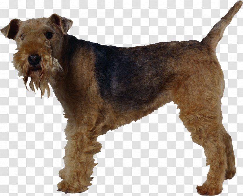 Welsh Terrier Lakeland Airedale Irish Miniature Schnauzer - Jack Russell - Super Dog Transparent PNG