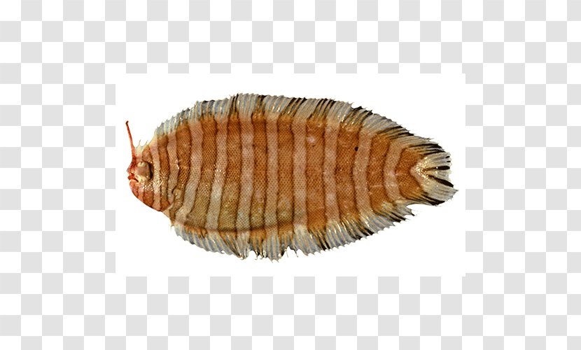 Isopods Terrestrial Animal Fish - Invertebrate Transparent PNG