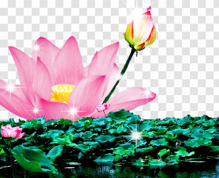 Nelumbo Nucifera Download - Plant - Lotus Blooming Pond Transparent PNG