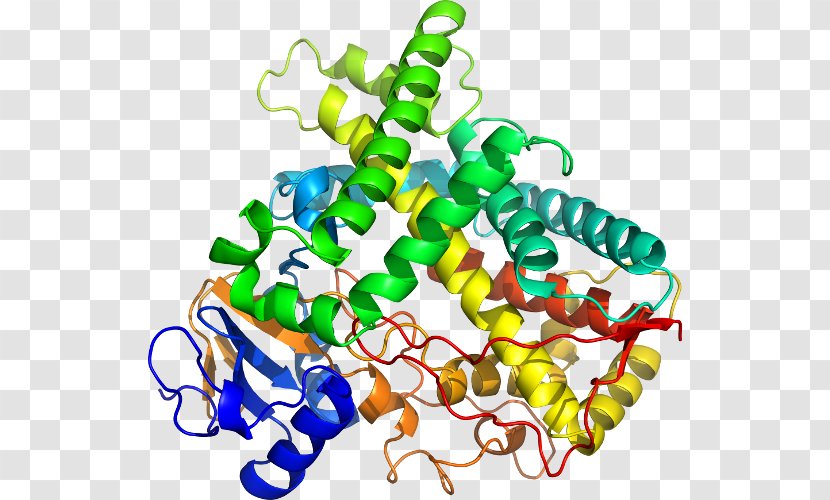 CYP1A2 Cytochrome P450 Gene Enzyme - Frame - Beta2 Microglobulin Transparent PNG