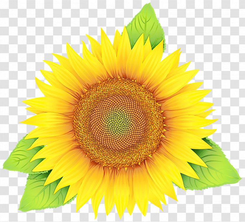 Flowers Background - Sunflowers - Cut Vegetarian Food Transparent PNG