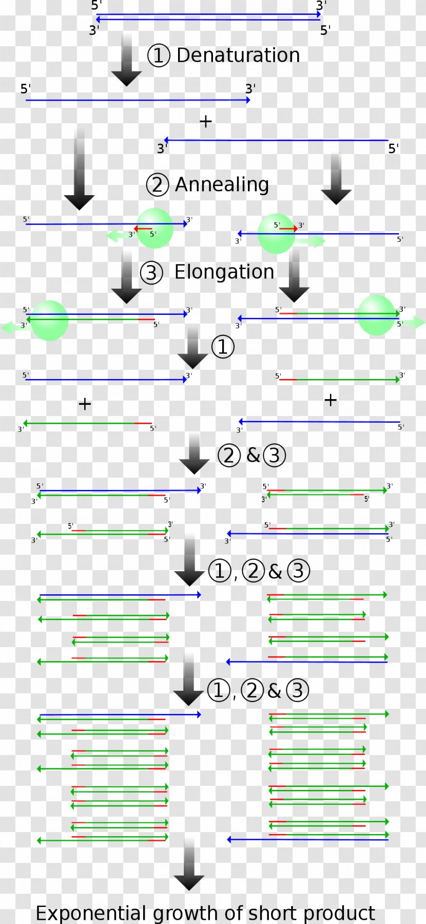 Real-time Polymerase Chain Reaction Molecular Genetics - Science Transparent PNG