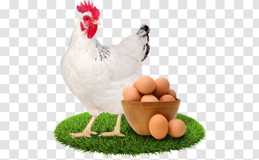 Chicken Egg Stock Photography Poultry Fowl - White Transparent PNG