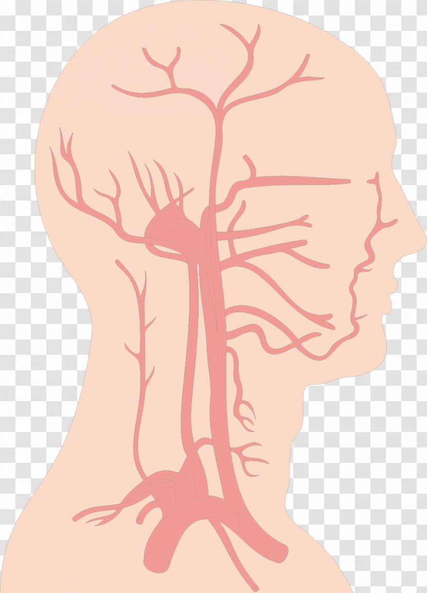 Blood Vessel Brain Circulatory System - Frame - Structure Transparent PNG