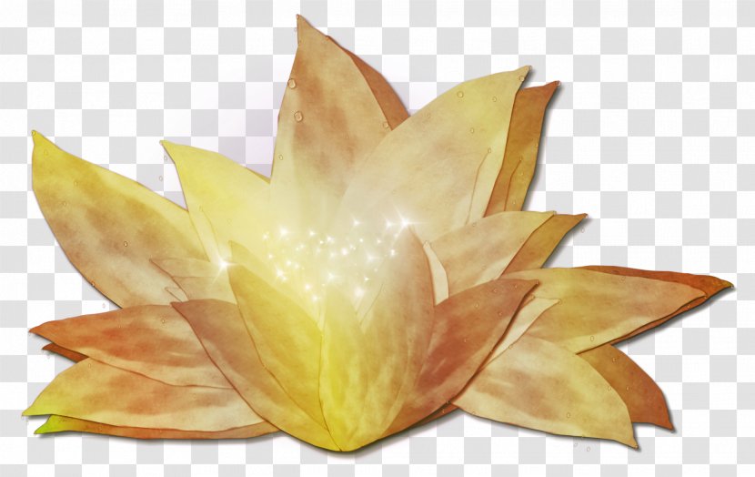 The Forbidden Wish Flower Water Lilies Nelumbo Nucifera Petal Transparent PNG