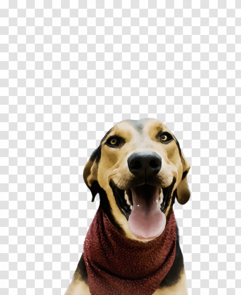 Treeing Walker Coonhound Snout Hound Black And Tan Coonhound Coonhound Transparent PNG