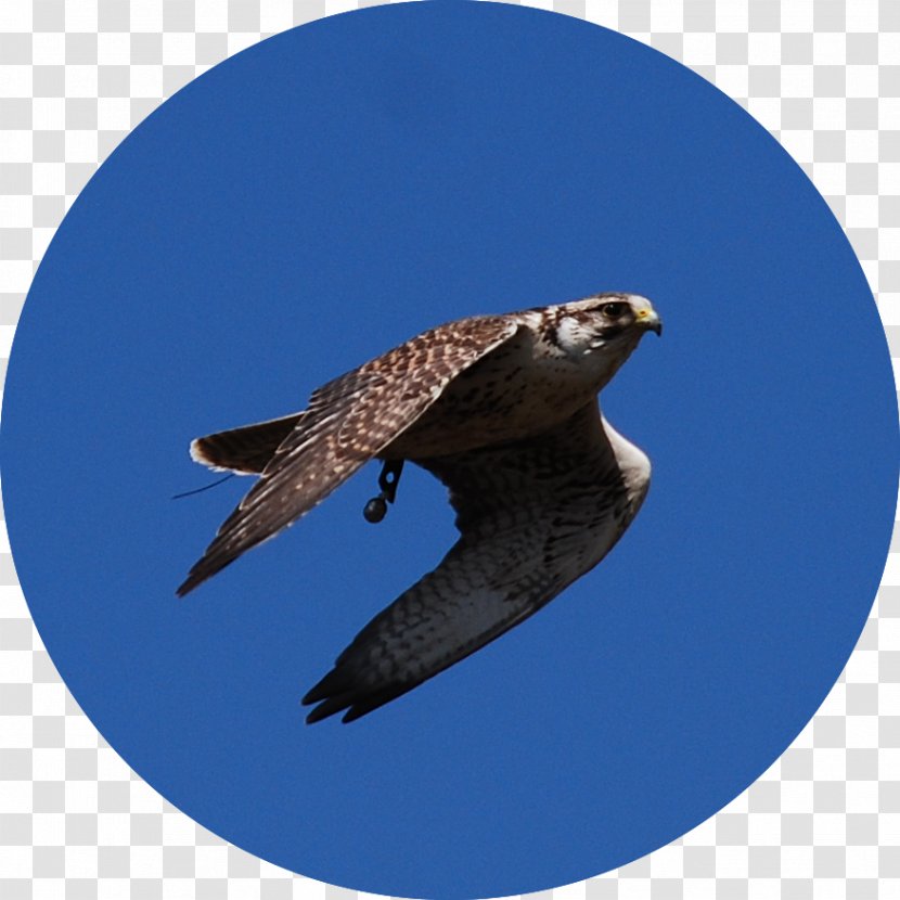 Hawk Buzzard Eagle Fauna Beak Transparent PNG