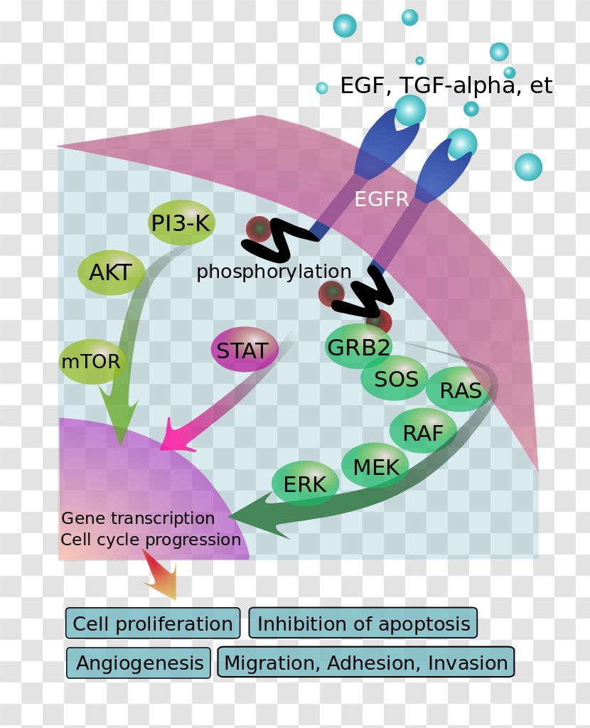 Epidermal Growth Factor Receptor Signal Transduction Tgf Alpha