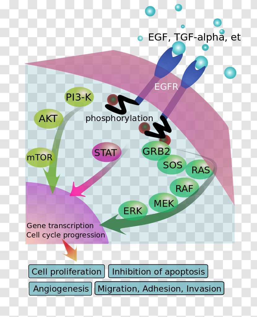 Epidermal Growth Factor Receptor Signal Transduction - Tgf Alpha - Pathways Transparent PNG