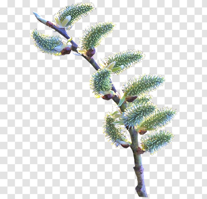 Twig Digital Image - Tree Transparent PNG